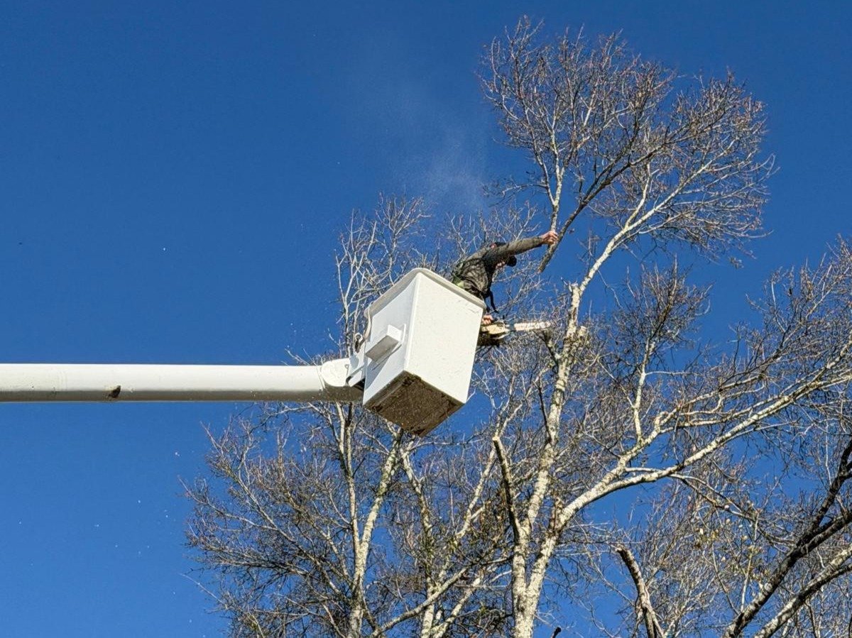 El Costeño Tree Service LLC